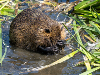 Nutria
