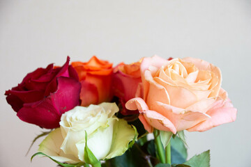 色とりどりのバラ