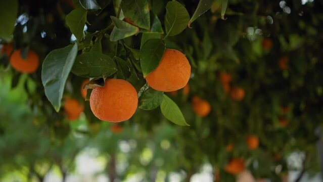 Ripe oranges hanging on a tree with lush green leaves in a spanish orchard, showcasing healthy, organic fruit ready for harvest.