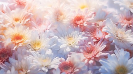 Fototapeta premium Soft Pastel Colored Chrysanthemum Flowers