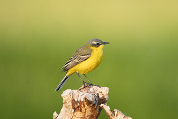 Fototapeta premium western yellow wagtail - Motacilla flava perched at green background. Photo from Warta Mouth National Park in Poland. Songbirds.