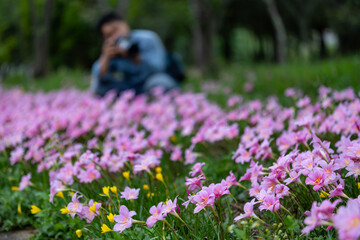 Photographer is taking photo of blossoming wild flower meadow pink zephyranthes carinata rain lily...