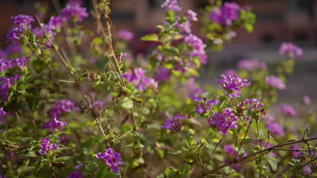 Close-up of vivid lamiaceae flowers blooming in murcia, spain, revealing the natural beauty of spanish flora.