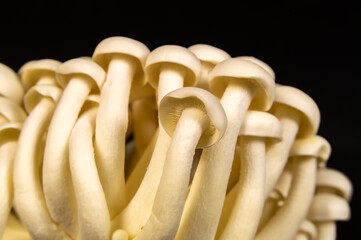 Bunch of white shimeji mushrooms are shown in close up. Mushrooms are all different sizes and are...