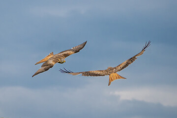 Two red kites - Milvus milvus in flight with spread wings with blue sky in background. Photo from Lubusz Voivodeship in Poland. Isolated.	