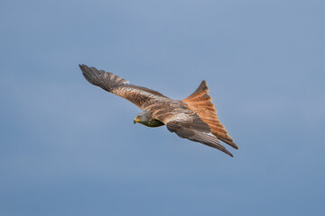 Red kite - Milvus milvus in flight with spread wings with blue sky in background. Photo from Lubusz Voivodeship in Poland. Isolated.	