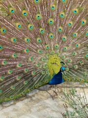 Naklejka premium paon