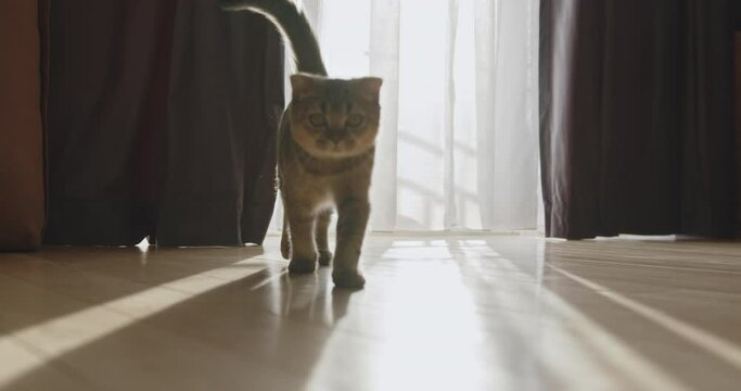 A calm domestic cat walks towards the viewer in a sunlit room, flanked by dark curtains and a glowing window, capturing a peaceful morning ambiance. Adorable domestic pet concept.