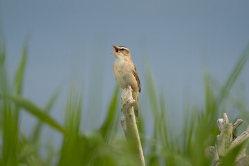 Singing Sedge warbler - Acrocephalus schoenobaenus perched at blue sky and green reeds background. Photo from Warta Mouth National Park in Poland. Copy space right.