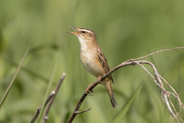 Sedge warbler - Acrocephalus schoenobaenus perched, singing at green background. Photo from Warta Mouth National Park in Poland.