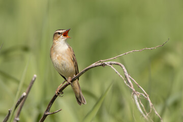 Sedge warbler - Acrocephalus schoenobaenus perched, singing at green background. Photo from Warta Mouth National Park in Poland. Copy space right. Songbird.