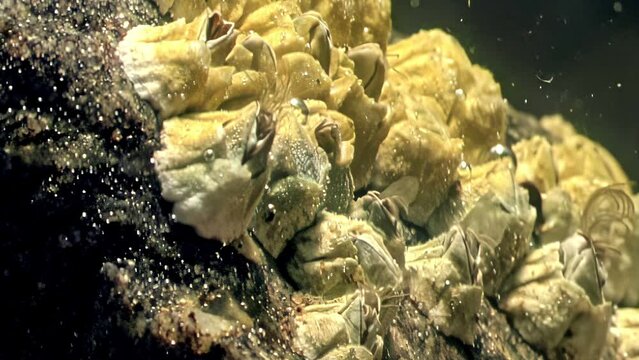 Fascinating close-up of Balanus glandula barnacles adhered to a coastal rock, their conical shells forming a natural mosaic pattern in their aquatic environment.