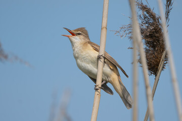 great reed warbler - Acrocephalus arundinaceus perched and singing in reeds with blue sky ...