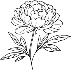 drawing Illustration dahlia flower vector 