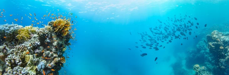 Fototapete Unterwasserwelt Underwater Tropical Corals Reef with colorful sea fish. Marine life sea world. Tropical colourful underwater seascape.  © Lukas Gojda