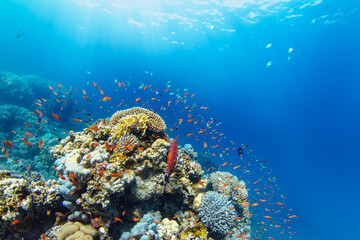 Underwater Tropical Corals Reef with colorful sea fish. Marine life sea world. Tropical colourful...