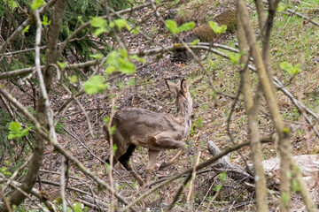 deer in the woods