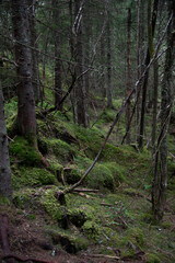 path in the forest