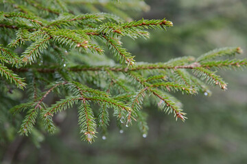 branch of a pine