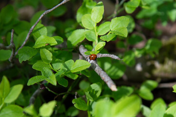 ladybug on a leaf