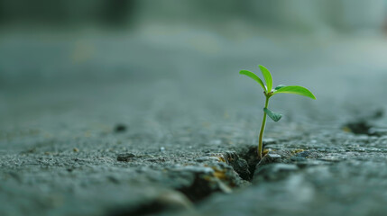 tiny seedling growing out of a crack in the concrete, symbolizing the resilience and hope of mental health, copyspace