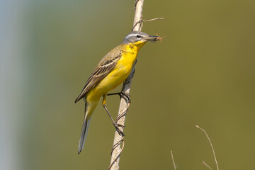 western yellow wagtail - Motacilla flava perched with insect inbeak at green background. Photo from...