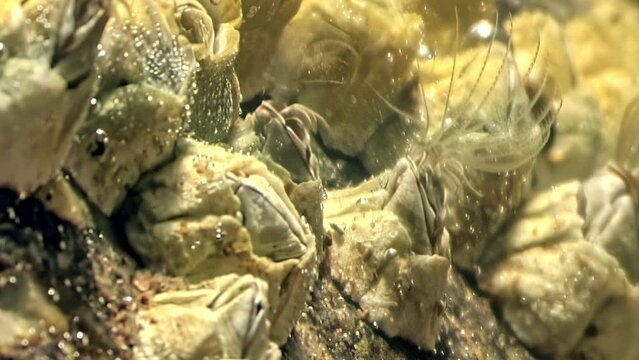 Dense colony of Balanus glandula barnacles showcasing their unique ability to thrive underwater, with feather-like cirri extended for feeding.