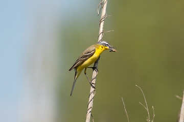 western yellow wagtail - Motacilla flava perched with insect in beak at green background. Photo from Warta Mouth National Park in Poland.