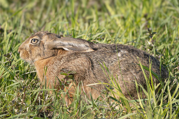European hare, Brown hare - Lepus europaeus in green grass. Photo from Warta Mouth National Park in Poland.