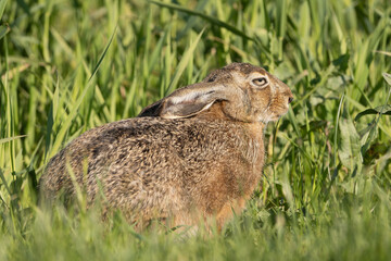 Fototapeta premium European hare, brown hare - Lepus europaeus in green grass. Photo from Warta Mouth National Park in Poland.