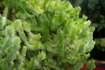 Wooly Bush (Ademanthos Sericeus) plant close up