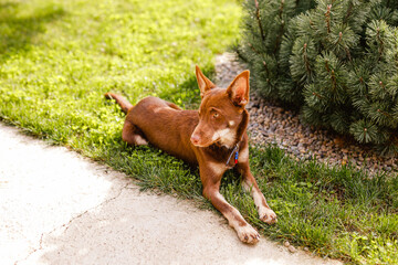 Australian Kelpie puppy lying outside on green lawn, playing with cats and having fun