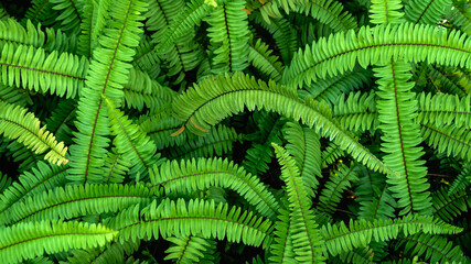 Abstract background of fresh ferns in garden. Beautiful ferns leaves green foliage natural floral...