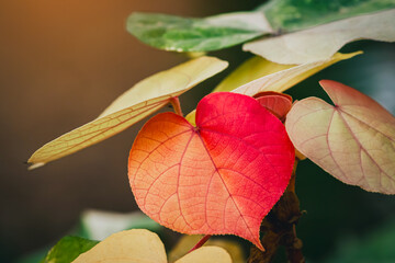 Beautiful red heart shaped leaves on green background. Young red Bodhi leaf on natural tree. Red...