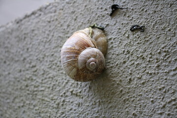 Weinbergschnecke