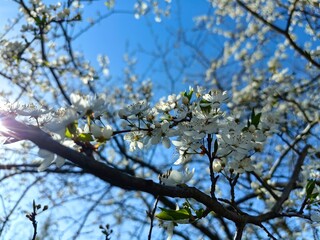 blooming tree