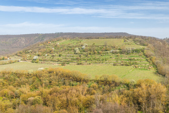 View of Sobes vineyard tracks from Lookout of Nine Mills in Podyji National Park, near Znojmo town in South Moravia region, Czech Republic, Europe.