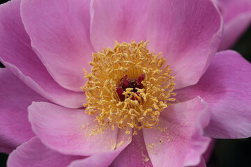 ピンクのシャクヤク