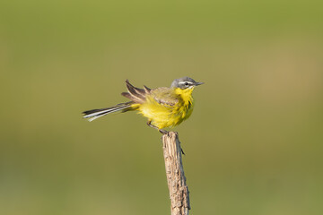 western yellow wagtail - Motacilla flava perched at green background. Photo from Warta Mouth National Park in Poland.	