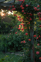 Fototapeta premium Lush well-maintained summer garden with an arbor covered in climbing roses in evening light.