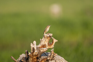 Sedge warbler - Acrocephalus schoenobaenus perched at green background. Photo from Warta Mouth National Park in Poland.