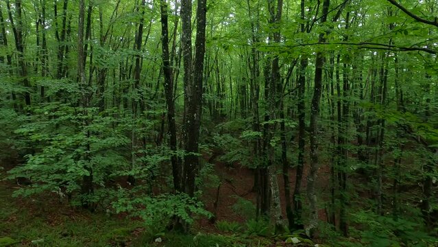 Relaxing nature sounds in forest