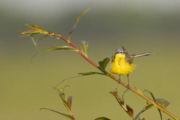 western yellow wagtail - Motacilla flava perched at green background. Photo from Warta Mouth National Park in Poland.