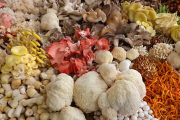 Variation of fresh edible mushrooms full frame as background close up