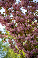 Pink sakura tree in its flowering stage in sunny weather, against a background of blue sky and leaves