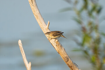 Sedge warbler - Acrocephalus schoenobaenus perched with blue water in background. Photo from Warta Mouth National Park in Poland.