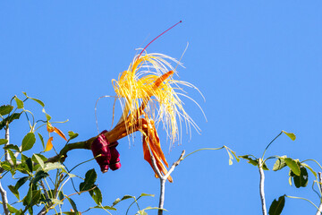 Eine Blüte des Affenbrotbaumes in der Seitenansicht