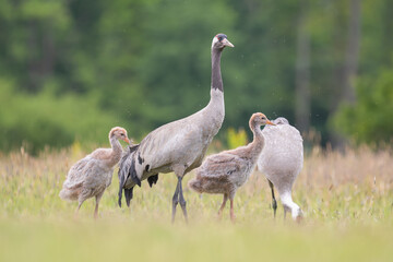 Common cranes, Eurasian cranes - Grus grus family, two adults and two chicks on green grass with meadow in background. Photo from Lubusz Voivodeship in Poland.