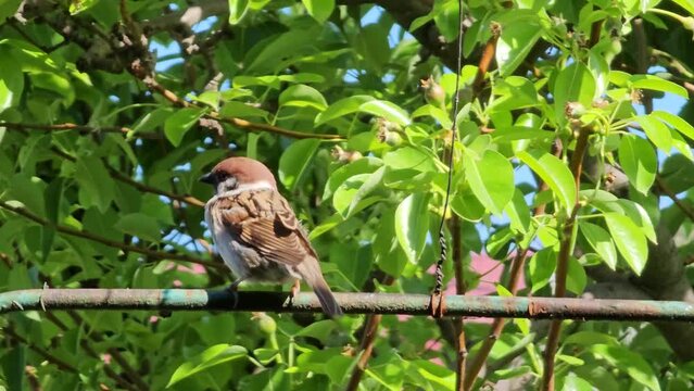 A sparrow sits on a fence and cleans its feathers, close-up. Sunny spring day.
