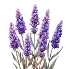 Fototapeta premium liatris on isotate white back background